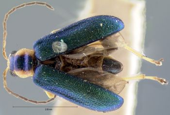 Media type: image;   Entomology 18299 Aspect: habitus dorsal view